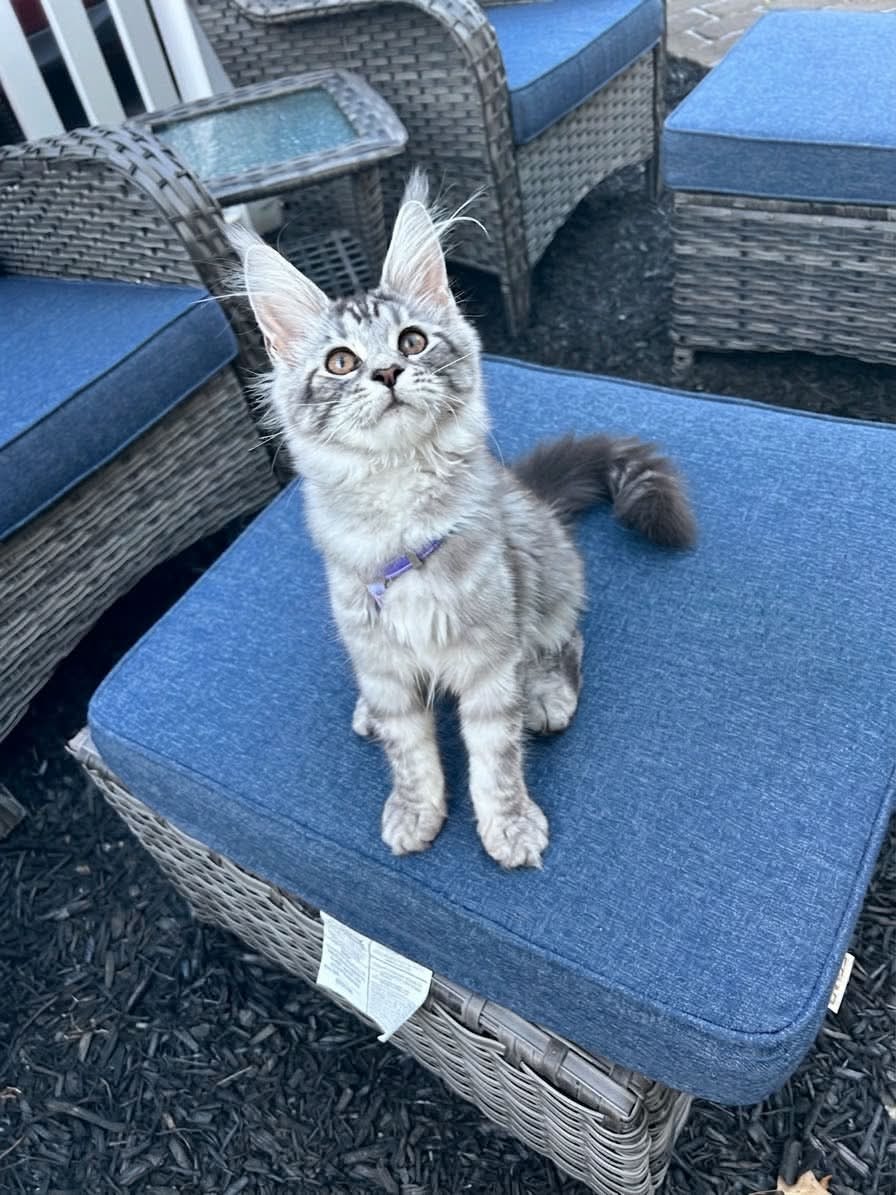 Maine Coon cat relaxing at home