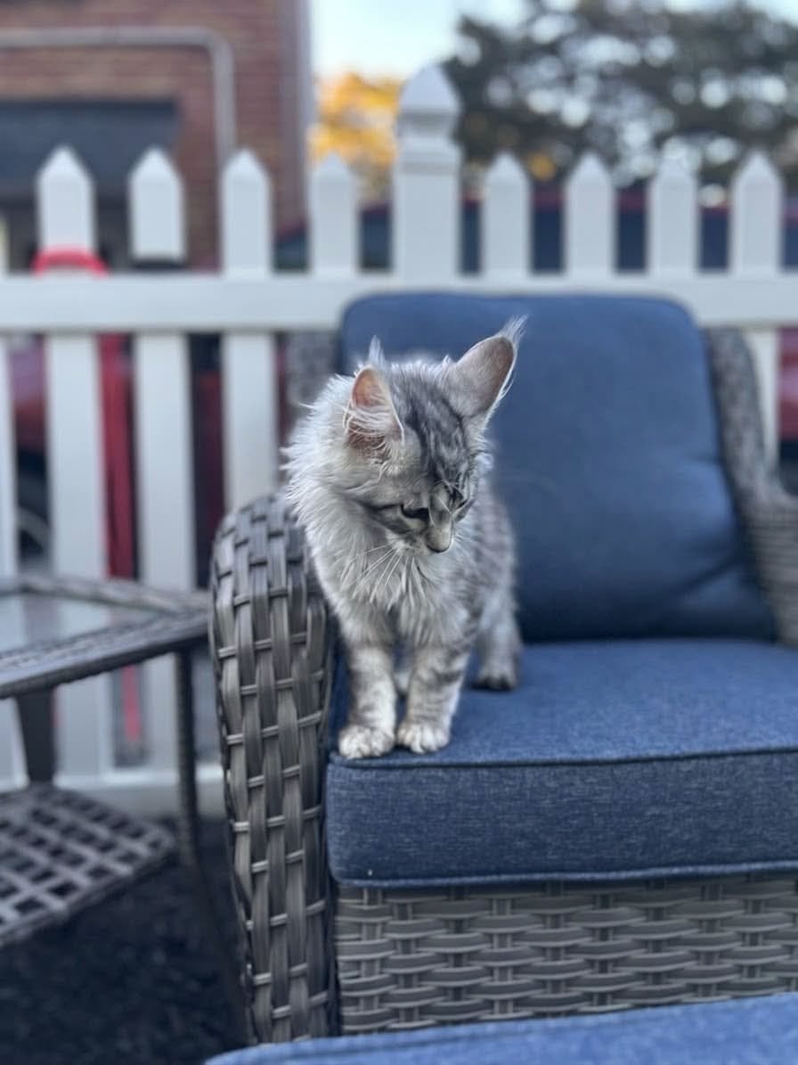 Playful Maine Coon kittens