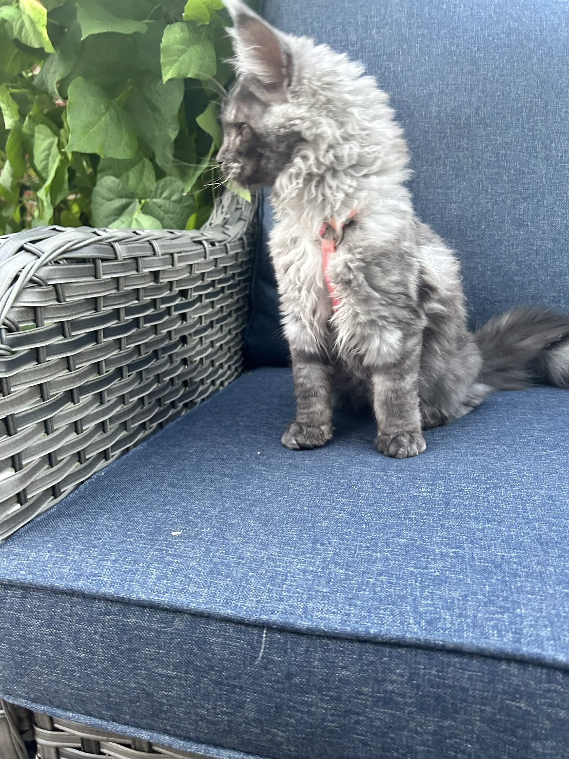 Maine Coon kitten in soft warm light