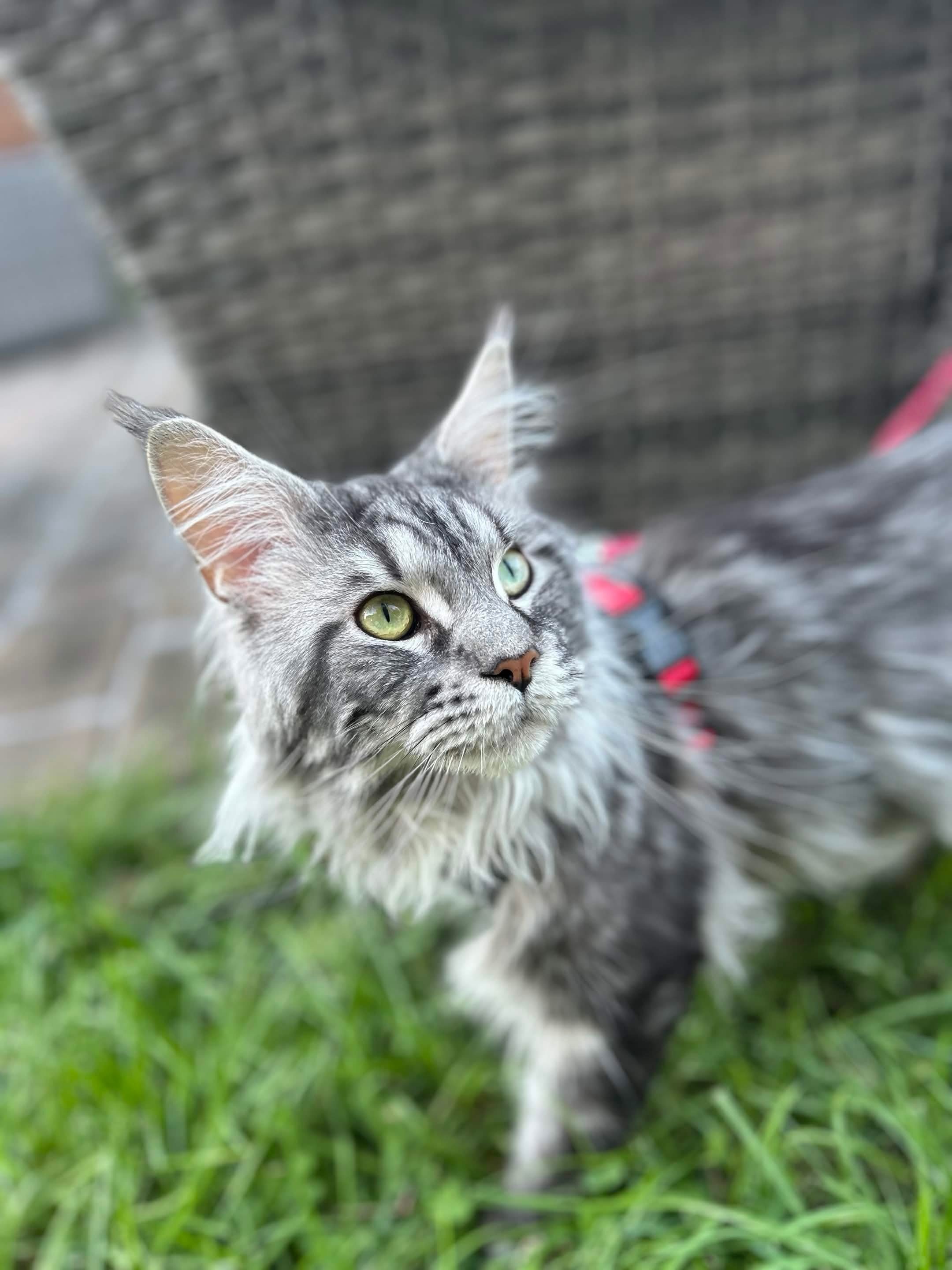 Calderizi Leo — Black Silver Classic Tabby Maine Coon king