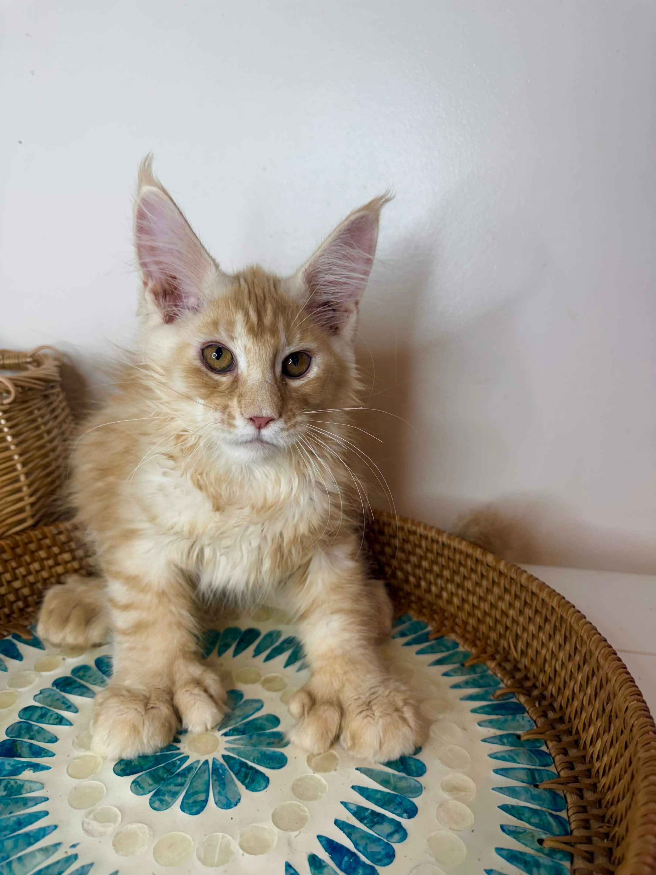 Calderizi Simba — Red Classic Tabby Maine Coon king