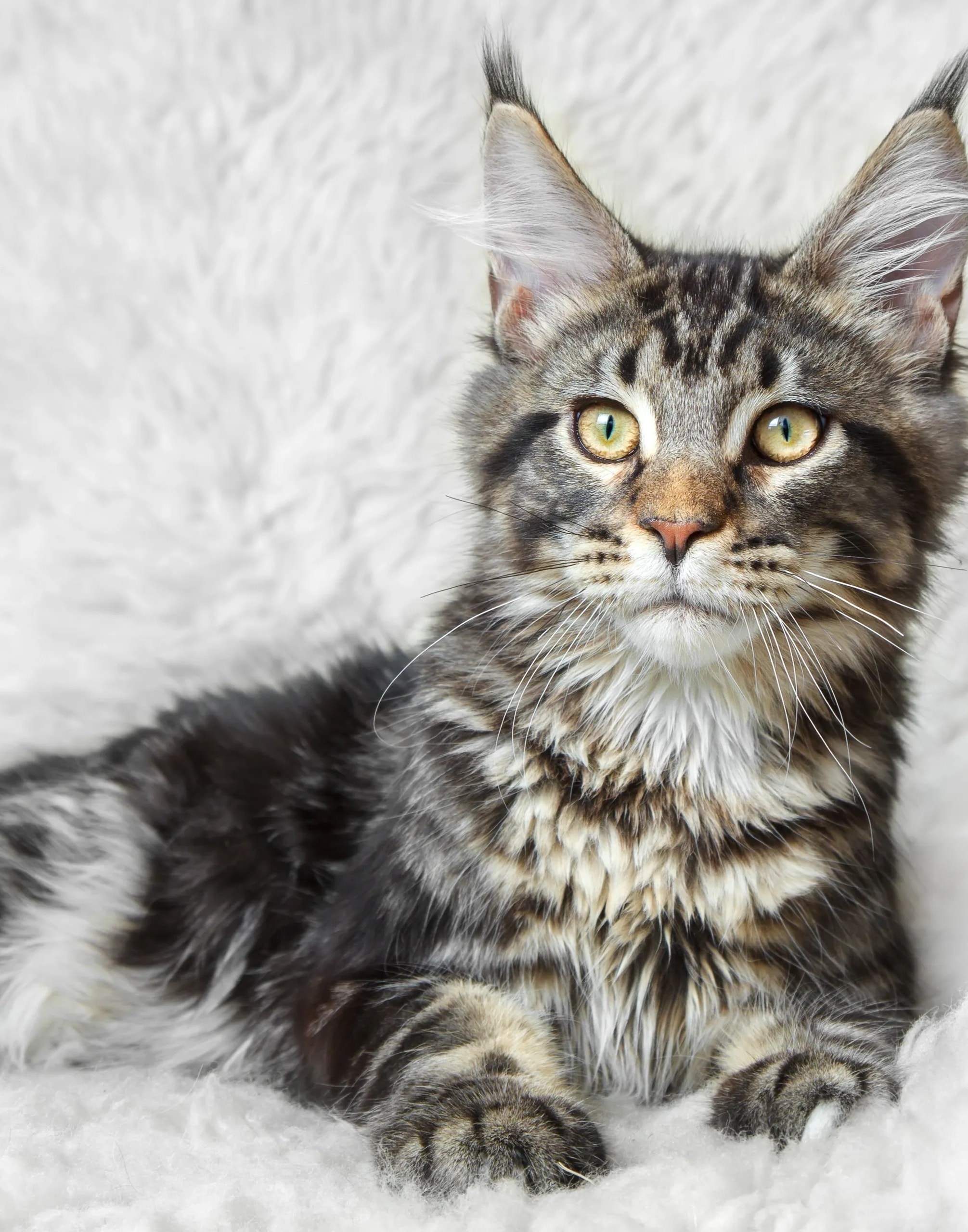 Calderizi Copper — Black Silver Tabby Maine Coon kitten