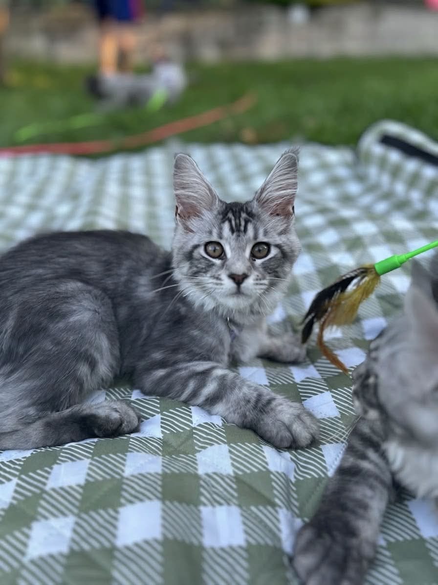 Calderizi Mia — Black Silver Tabby Maine Coon kitten