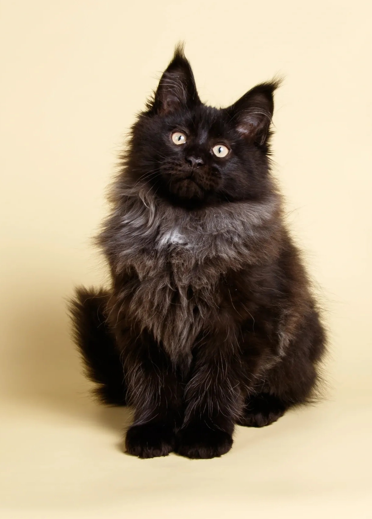 Calderizi Shadow — Black Smoke Maine Coon kitten