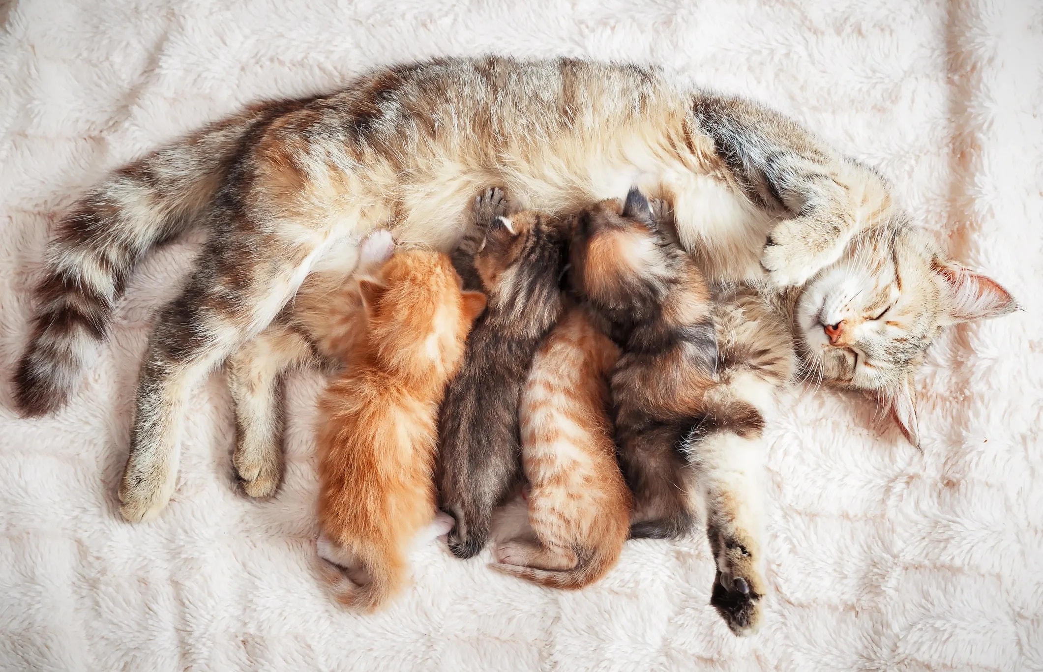 Maine Coon mother cat with her kittens in the nursery