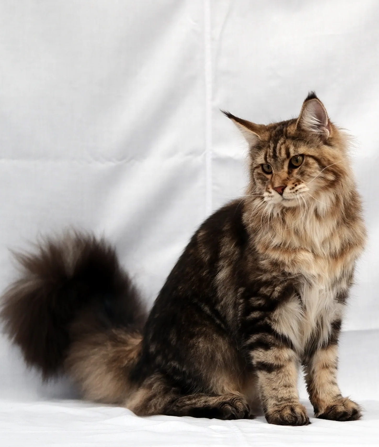 Calderizi Camila — Brown Tabby Maine Coon queen