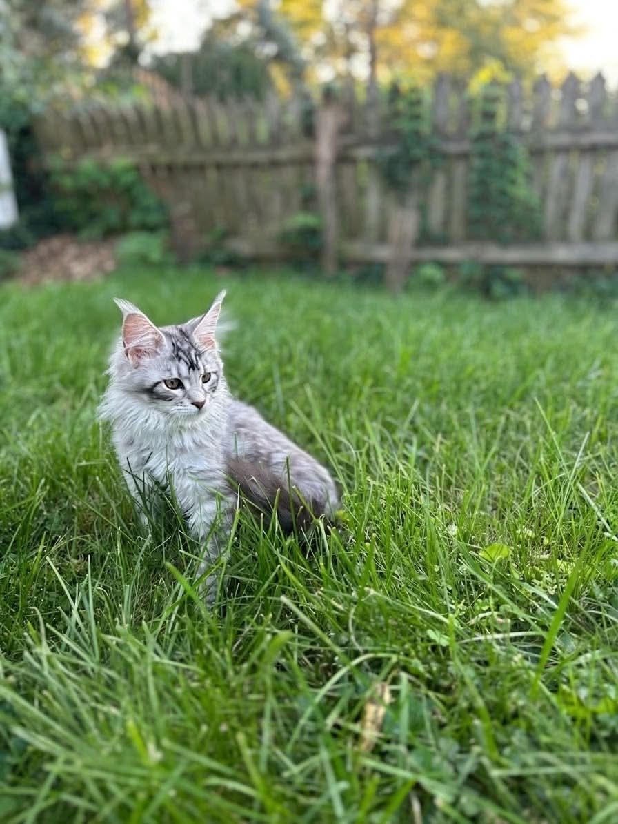 Calderizi Lily — Brown Tabby Maine Coon queen