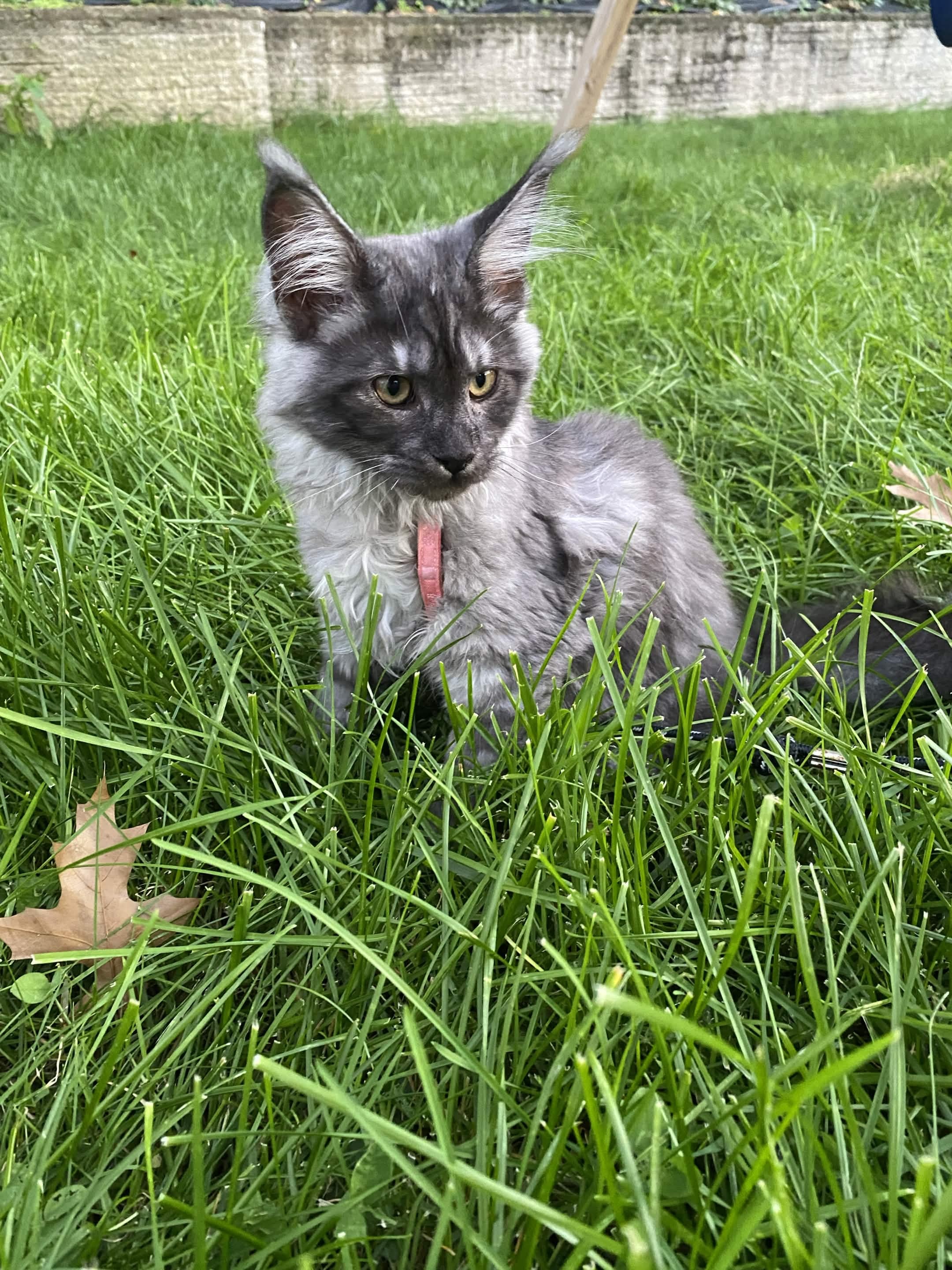 Calderizi Morticia — Black Smoke Maine Coon queen